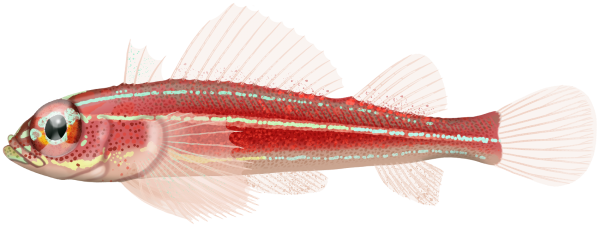Striped Threefin - Marinewise
