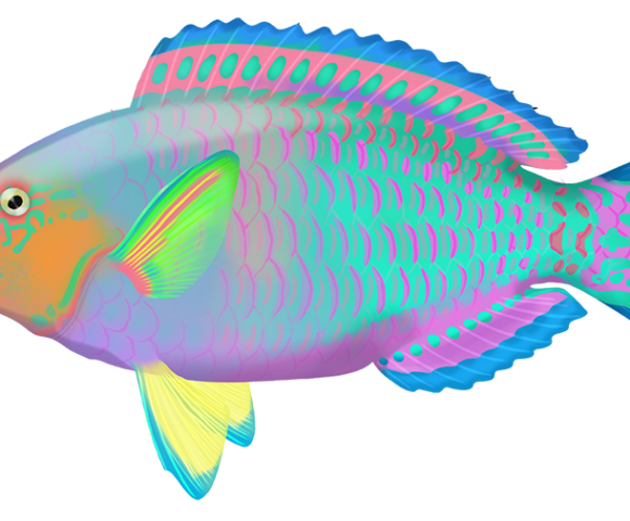 Surf Parrotfish - Marinewise