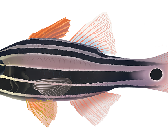 Sydney Cardinalfish - Marinewise