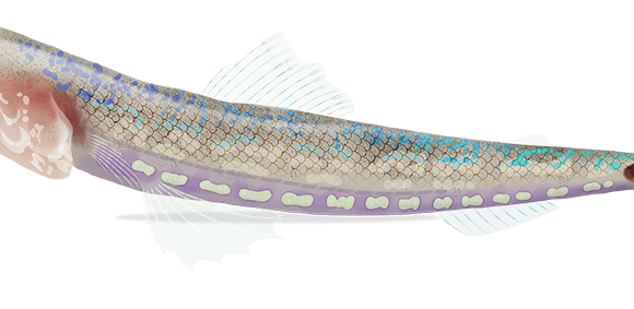 Tailspot Lizardfish - Marinewise