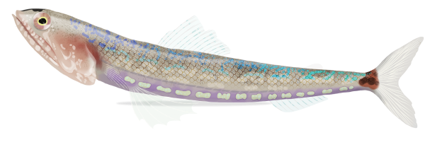 Tailspot Lizardfish - Marinewise
