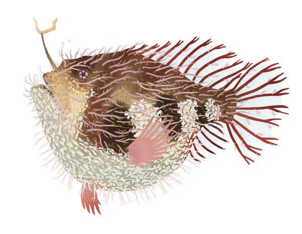 Tasseled Anglerfish - Marinewise