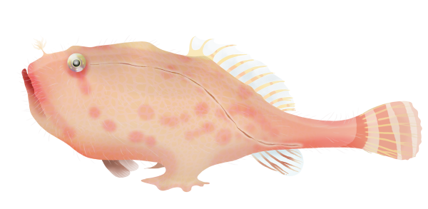 Tassled Coffinfish - Marinewise