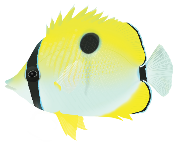 Teardrop Butterflyfish - Marinewise