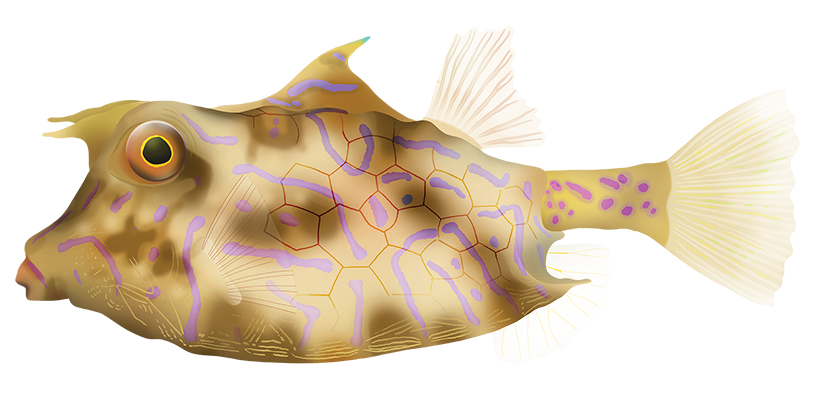 Thornback Cowfish - Lactoria Fornasini | Marinewise