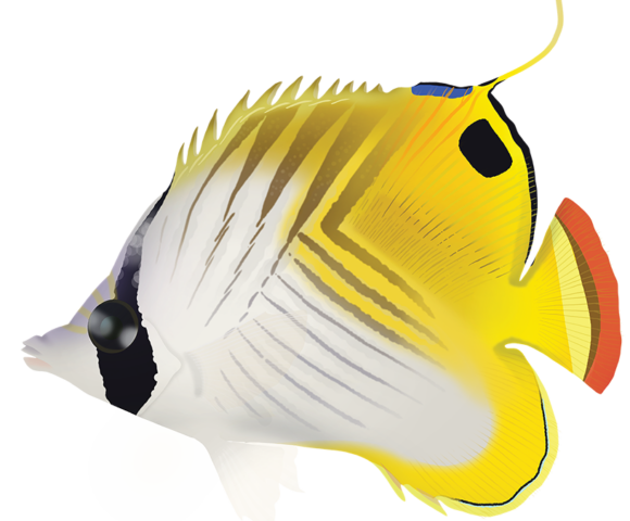 Threadfin Butterflyfish - Marinewise