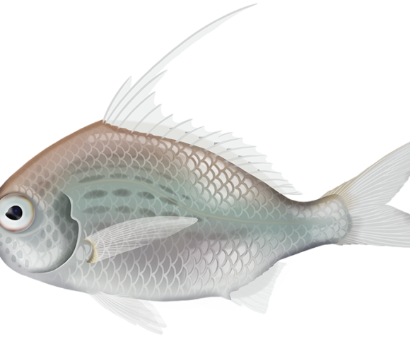 Threadfin Silverbiddy - Marinewise