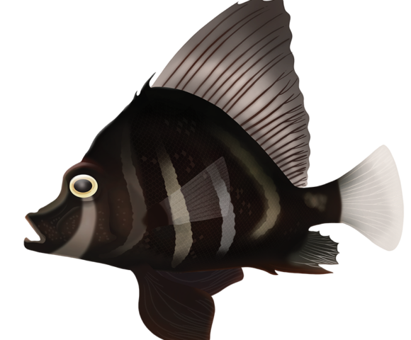 Threebar Boarfish - Marinewise