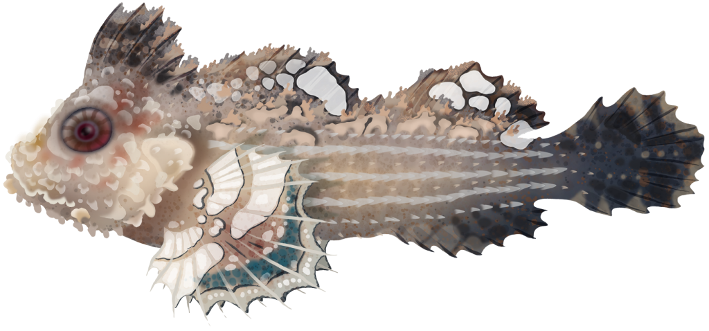 Threefin Velvetfish - Neoaploactis Tridorsalis | Marinewise