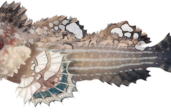 Threefin Velvetfish - Marinewise