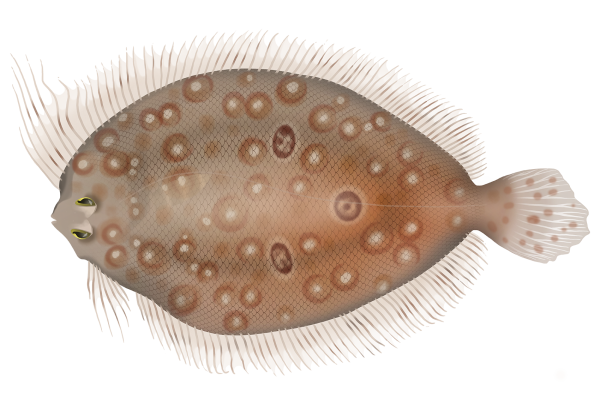 Threespot Flounder - Marinewise