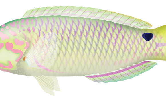 Threespot Wrasse - Marinewise