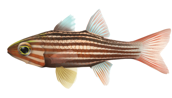 Tiger Cardinalfish - Marinewise