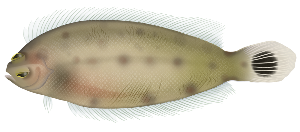 Tiled Righteye Flounder - Marinewise