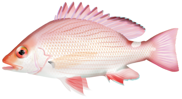 Timor Snapper - Marinewise