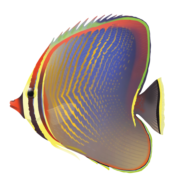 Triangular Butterflyfish - Marinewise