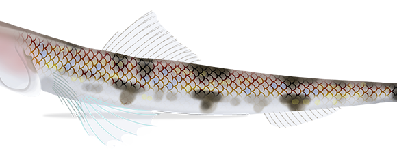 Triplecross Lizardfish - Marinewise