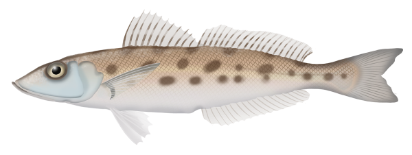 Trumpeter Whiting - Marinewise