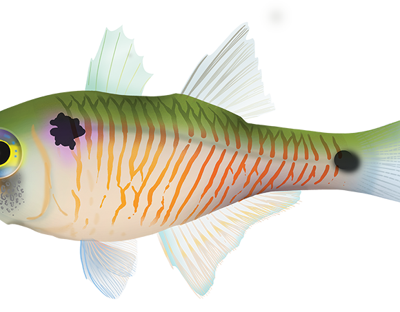 Twinspot Cardinalfish - Marinewise
