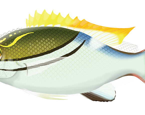 Two-Line Monocle Bream - Marinewise
