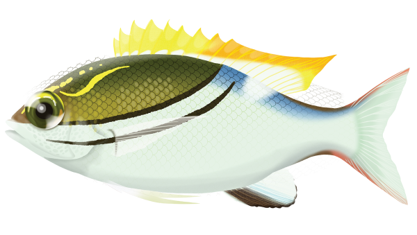 Two-Line Monocle Bream - Marinewise