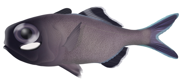 Twofin Flashlightfish - Marinewise