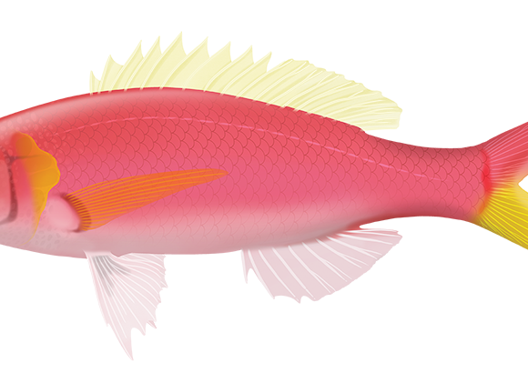 Typical Slopefish - Marinewise