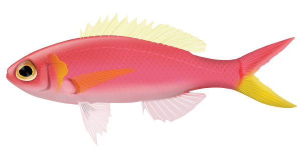 Typical Slopefish - Marinewise