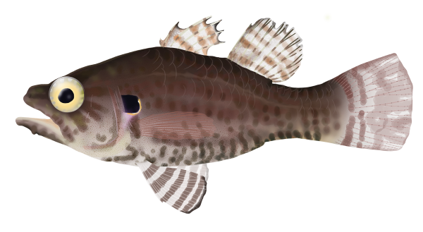 Variegated Cardinalfish - Marinewise