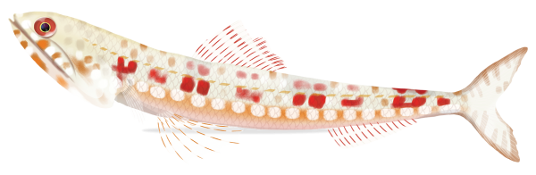 Variegated Lizardfish - Marinewise