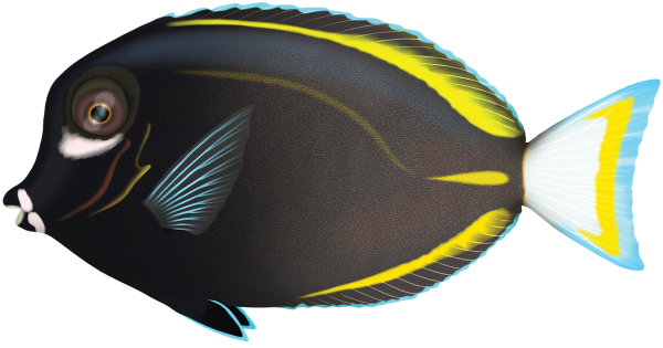 Velvet Surgeonfish - Marinewise