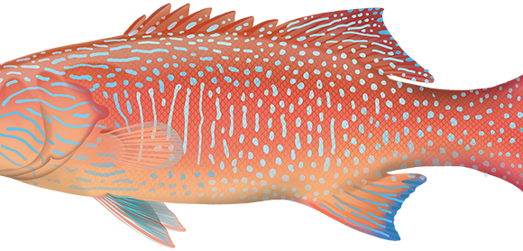 Vermicular Coral Trout - Marinewise