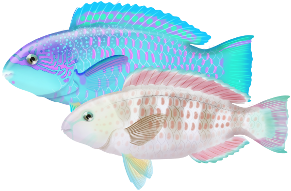 Violetline Parrotfish - Marinewise