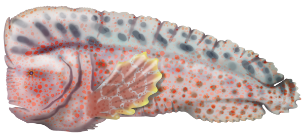 Warty Prowfish - Marinewise