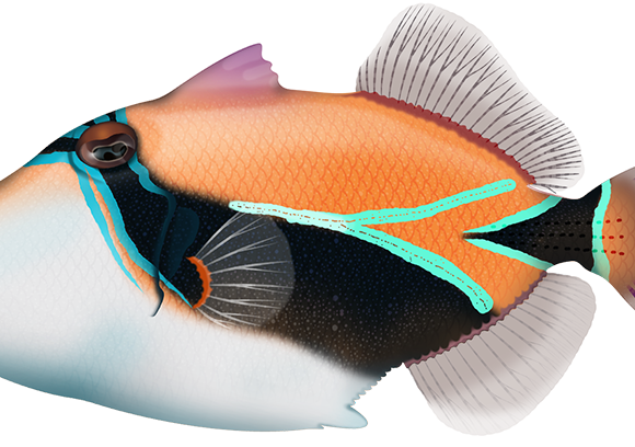 Wedgetail Triggerfish - Marinewise