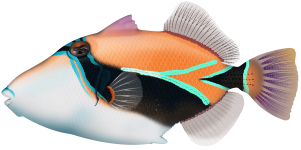 Wedgetail Triggerfish - Marinewise