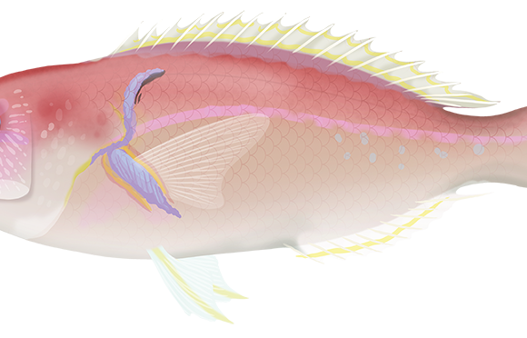 Wedgetail Tuskfish - Marinewise