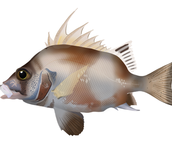 Western Australian Banjofish - Marinewise