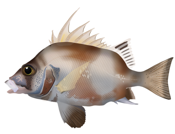 Western Australian Banjofish - Marinewise