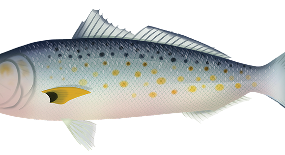 Western Australian Salmon - Marinewise