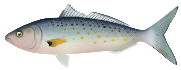 Western Australian Salmon - Marinewise
