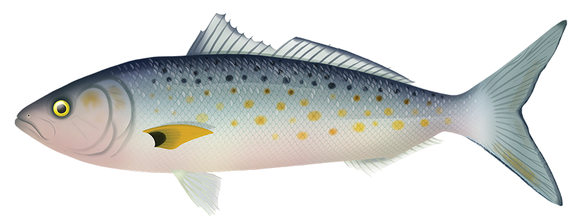 Western Australian Salmon - Arripis Truttaceus