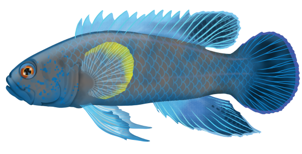 Western Blue Devil Fish - Marinewise