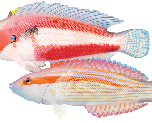 Western King Wrasse - Marinewise