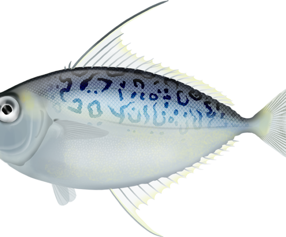 Whipfin Ponyfish - Marinewise
