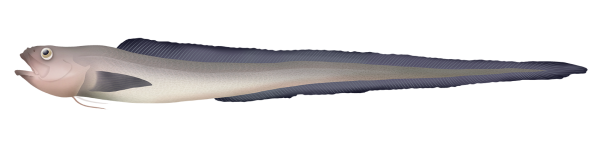 Whiptail Cusk - Marinewise