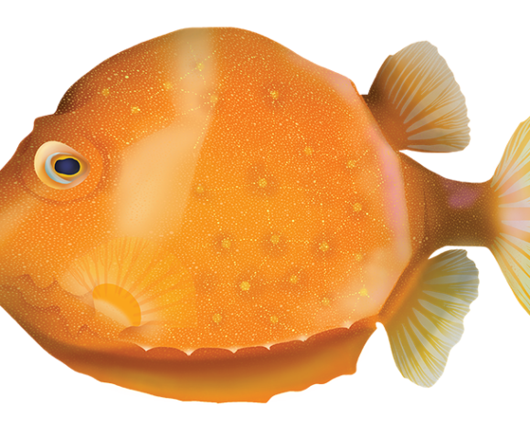 Whitebarred Boxfish - Marinewise