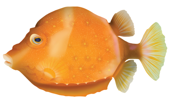 Whitebarred Boxfish - Marinewise