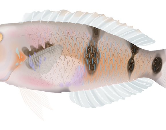Whiteblotch Razorfish - Marinewise