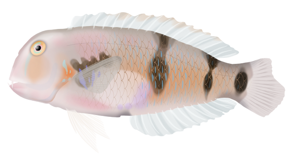 Whiteblotch Razorfish - Marinewise
